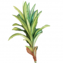 Schmale Palme mit schlankem Stamm